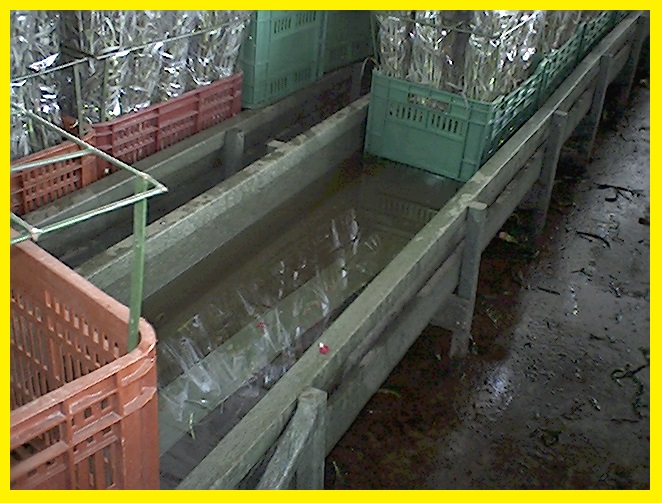 hidratación de flores cortadas poncheras bandejas cajas canaletas hidratar flores cosechas postcosecha hidratadas hidratar en canecas bandejas plásticas maderplast canales aspersión posetas 016 hidratación de flores cortadas poncheras bandejas cajas hidratación de flores cortadas poncheras bandejas cajas canaletas hidratar flores cosechas postcosecha hidratadas hidratar en canecas bandejas plásticas maderplast canales aspersión posetas 016 canaletas hidratar flores cosechas postcosecha hidratadas hidratar en canecas bandejas plásticas maderplast canales aspersión posetas 016